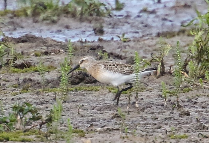 Curlew Sandpiper