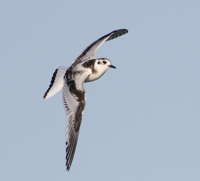 Little Gull