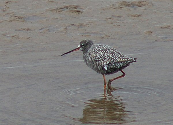 Spotted Redshank
