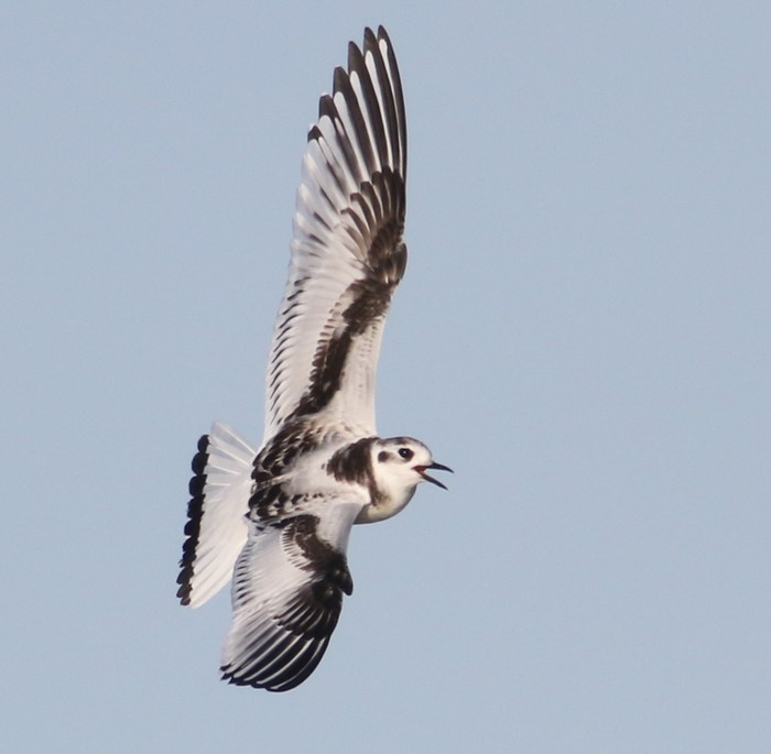Little Gull