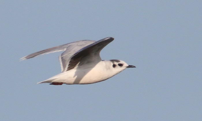 Little Gull