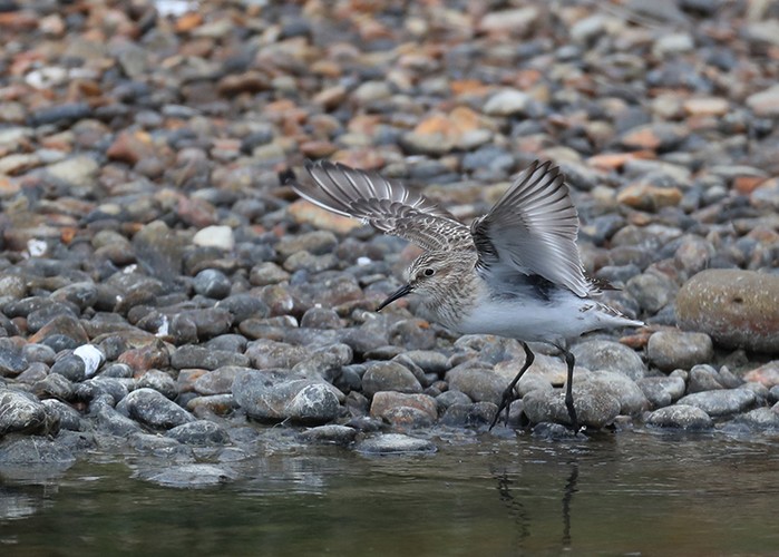 Baird's Sandpiper