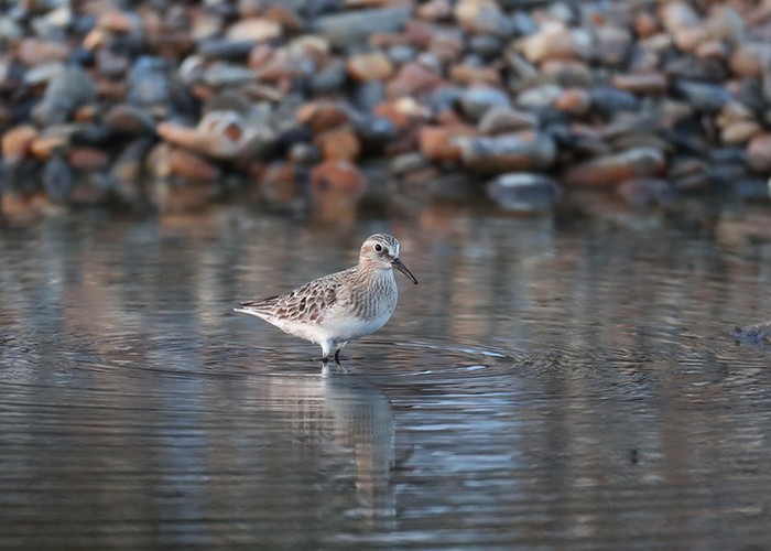 Baird's Sandpiper