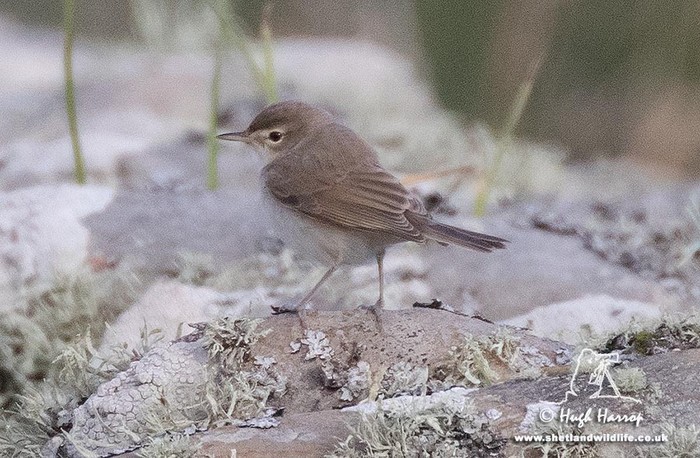 Booted Warbler