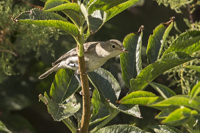 Icterine Warbler