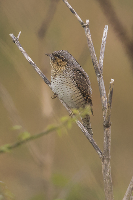 Wryneck