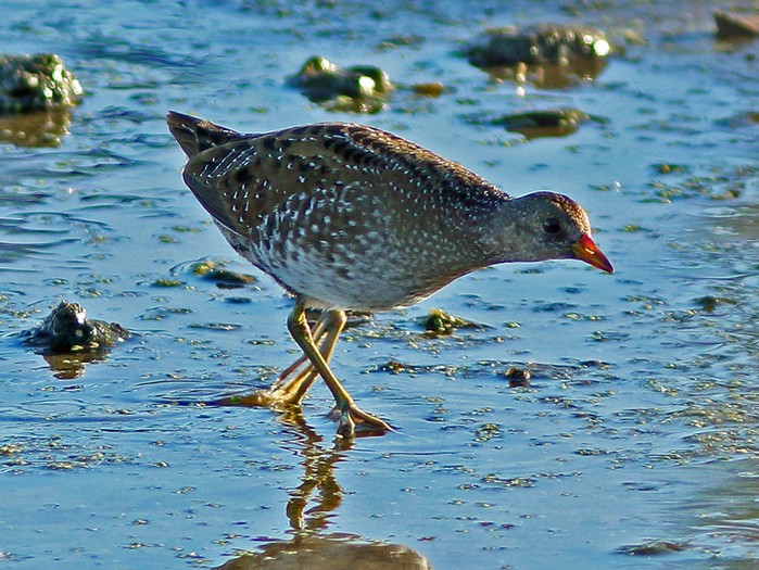 Spotted Crake