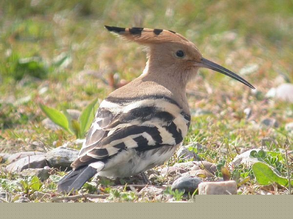 Hoopoe