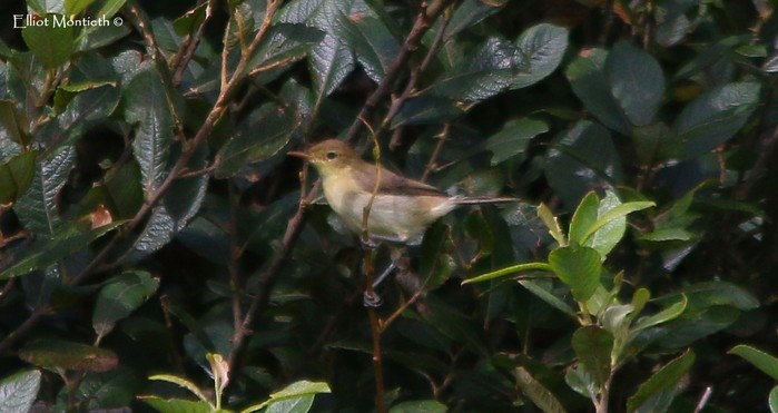 Melodious Warbler
