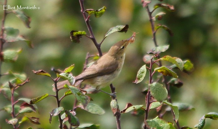 Melodious Warbler