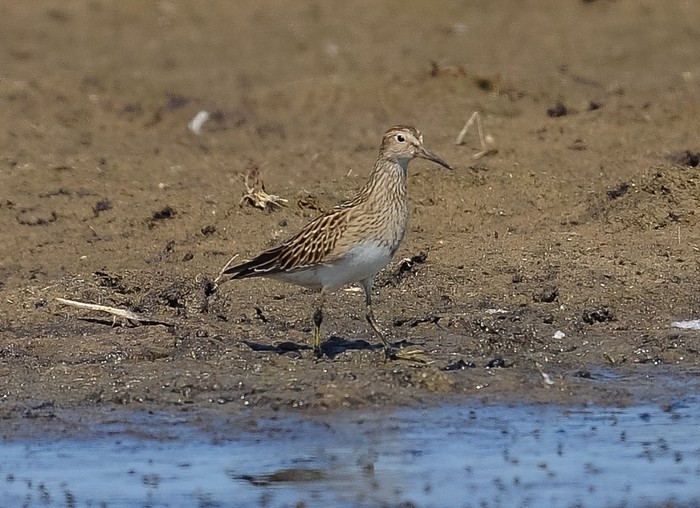 Pectoral Sandpiper