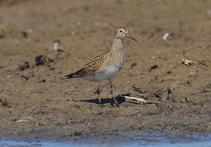 Pectoral Sandpiper