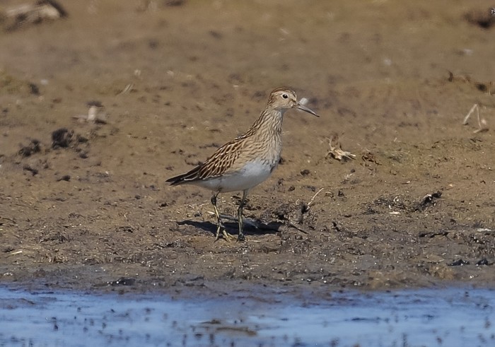 Pectoral Sandpiper