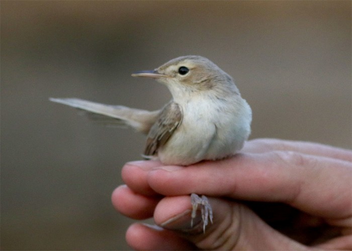 Sykes's Warbler