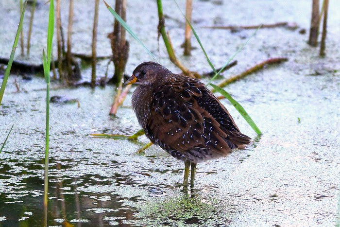 Spotted Crake