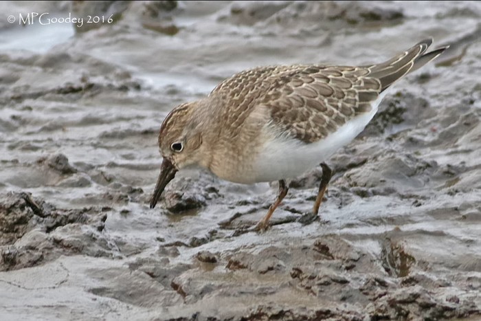 Temminck's Stint