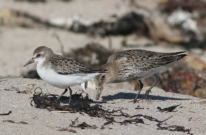 Semipalmated Sandpiper