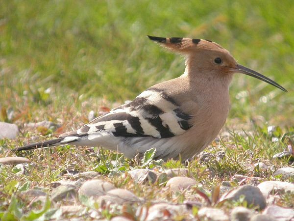 Hoopoe