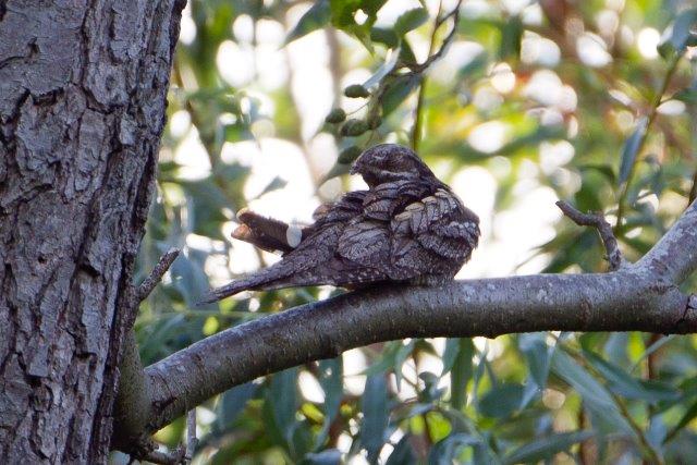 Nightjar