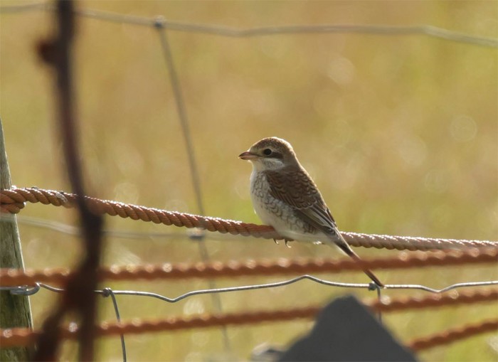 Red-backed Shrike