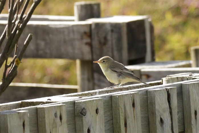 Icterine Warbler