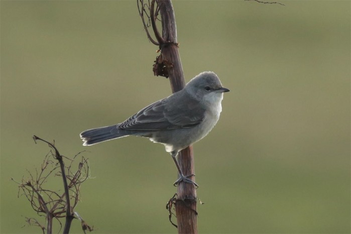 Barred Warbler