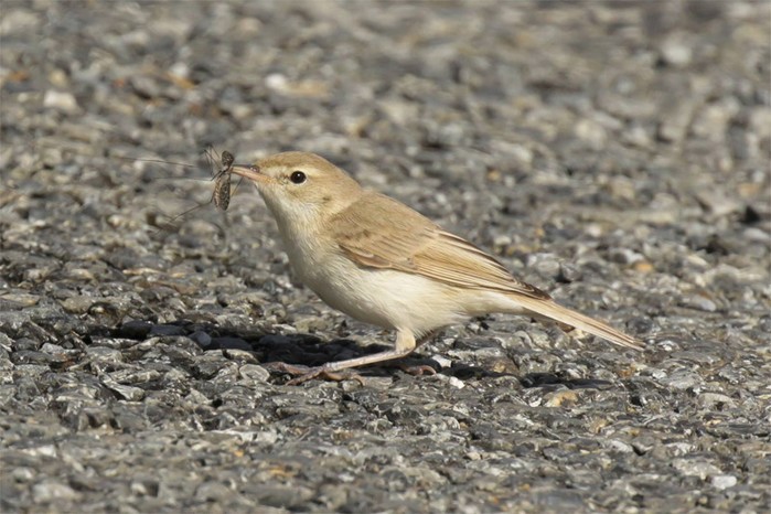 Booted Warbler