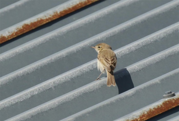 Booted Warbler