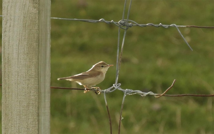 Blyth's Reed Warbler