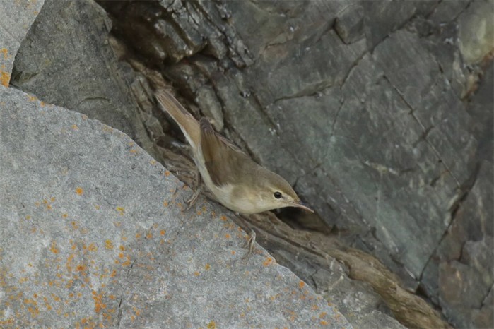 Blyth's Reed Warbler