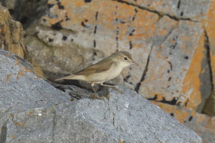 Blyth's Reed Warbler