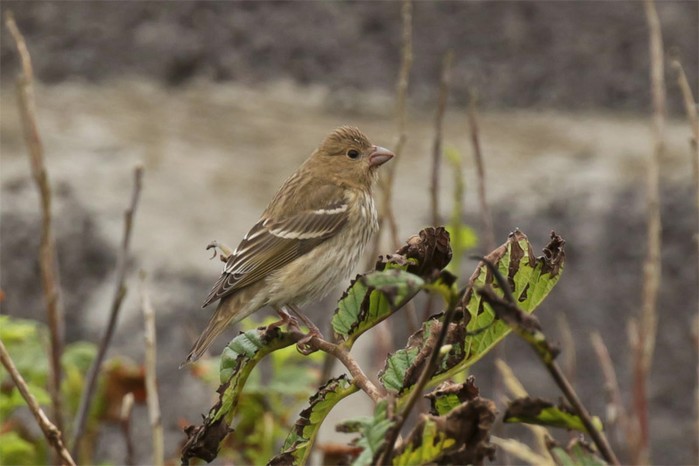 Common Rosefinch