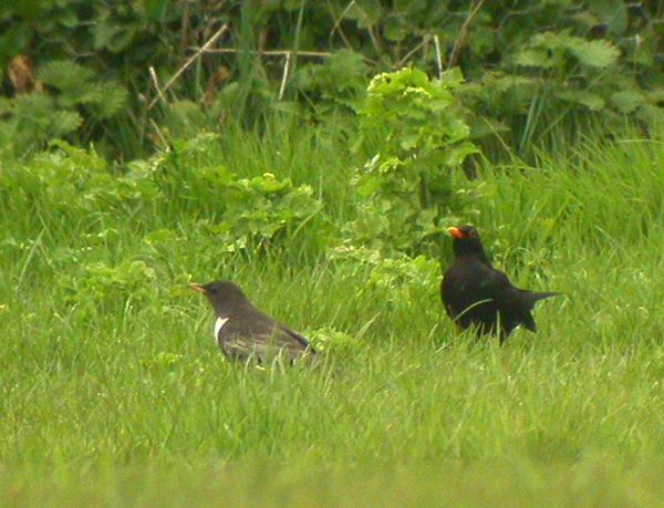 Ring Ouzel