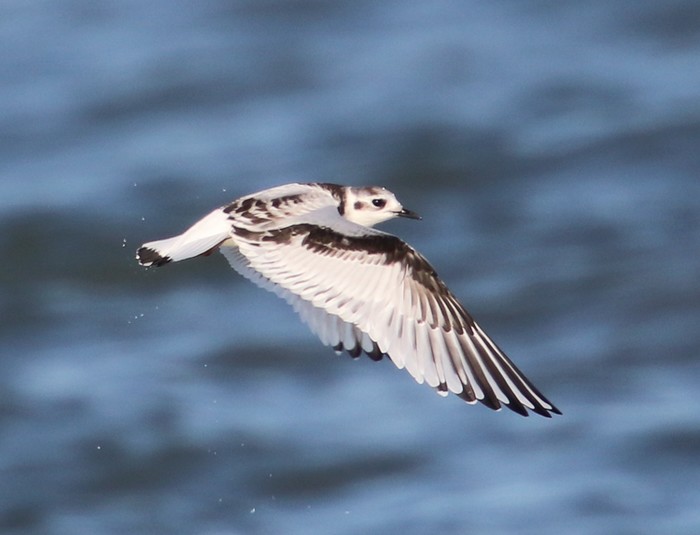 Little Gull