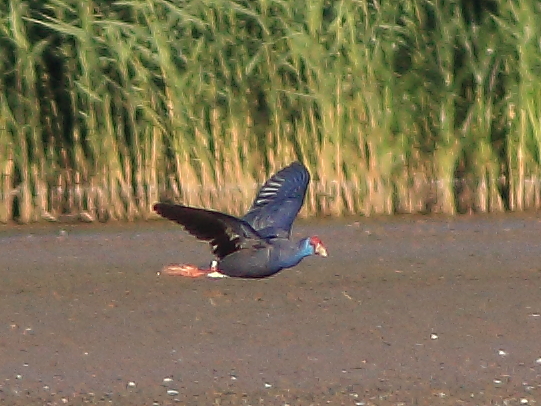 Western Purple Swamphen