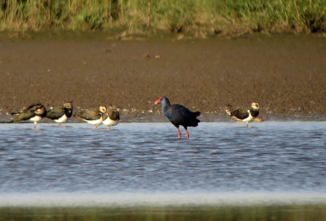 Western Purple Swamphen