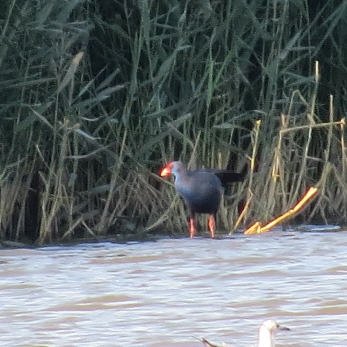 Western Purple Swamphen