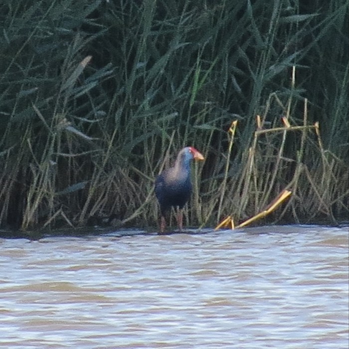 Western Purple Swamphen