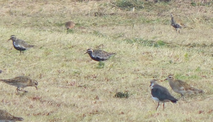 Pacific Golden Plover