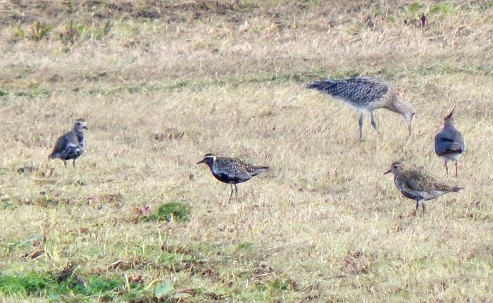 Pacific Golden Plover
