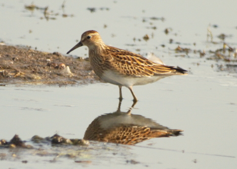 Pectoral Sandpiper