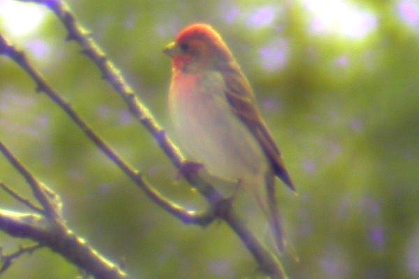 Common Rosefinch