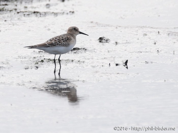 Baird's Sandpiper