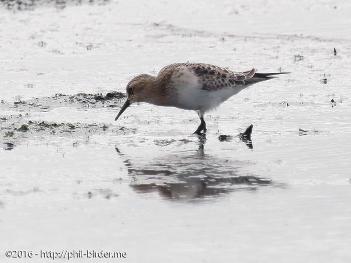 Baird's Sandpiper
