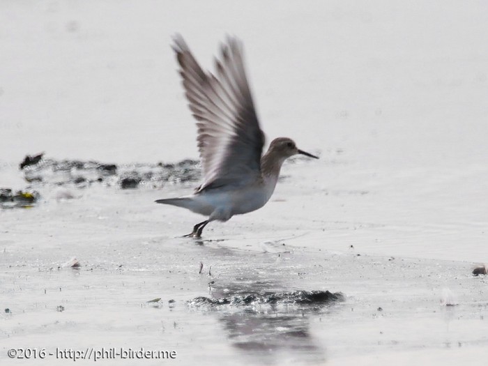 Baird's Sandpiper