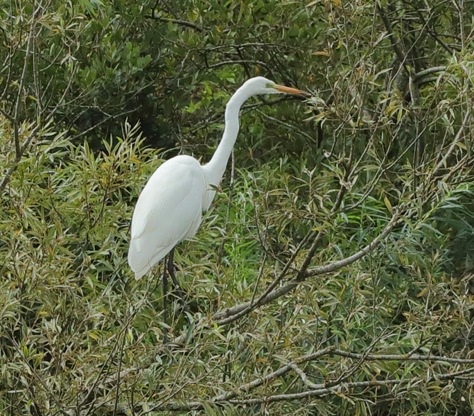 Great White Egret