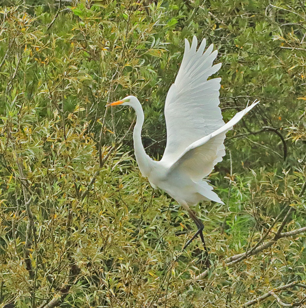 Great White Egret