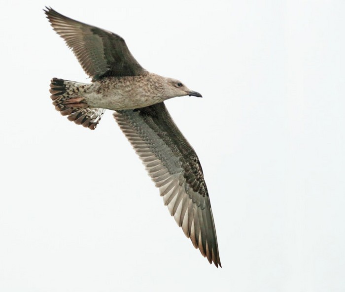 Lesser Black-backed Gull
