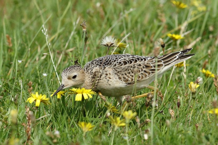 Buff-breasted Sandpiper