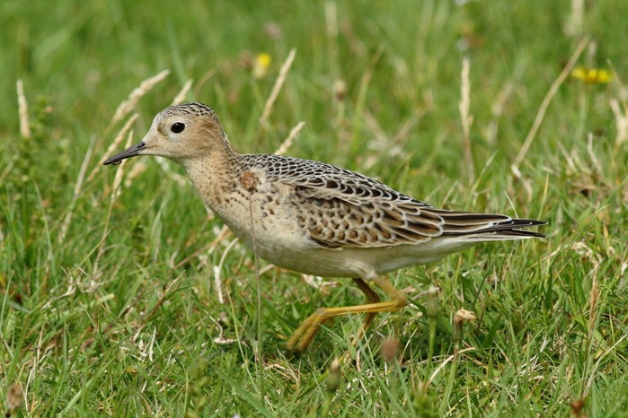Buff-breasted Sandpiper